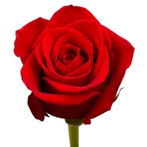 Meet your Posher, Danuta